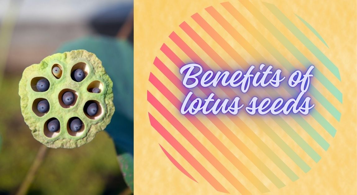 amzing benefits of lotus seeds (makhana)